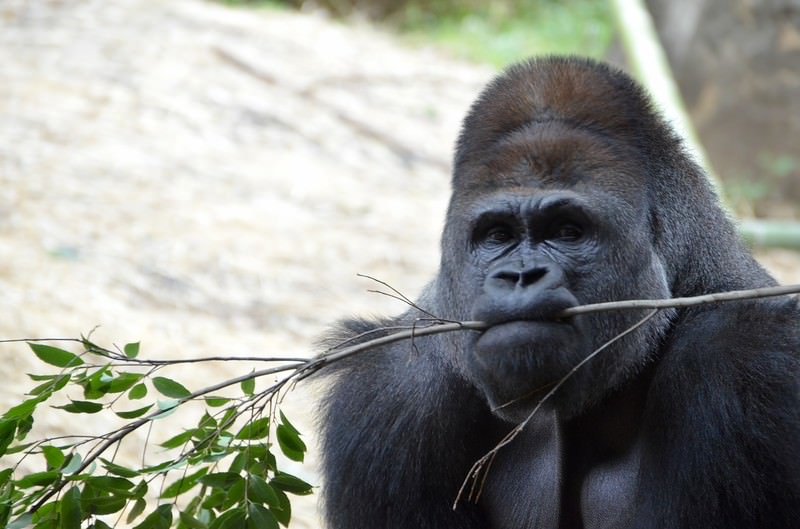 今年のトレーニング方法~脳筋を添えて~
